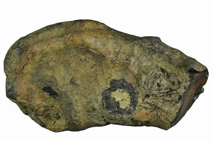 Fossil Whale Ear Bone - Miocene #177751